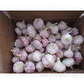 10kg carton in Loose Packing Normal White Garlic